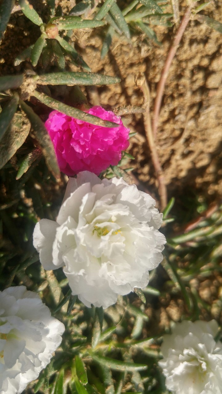 pink and white