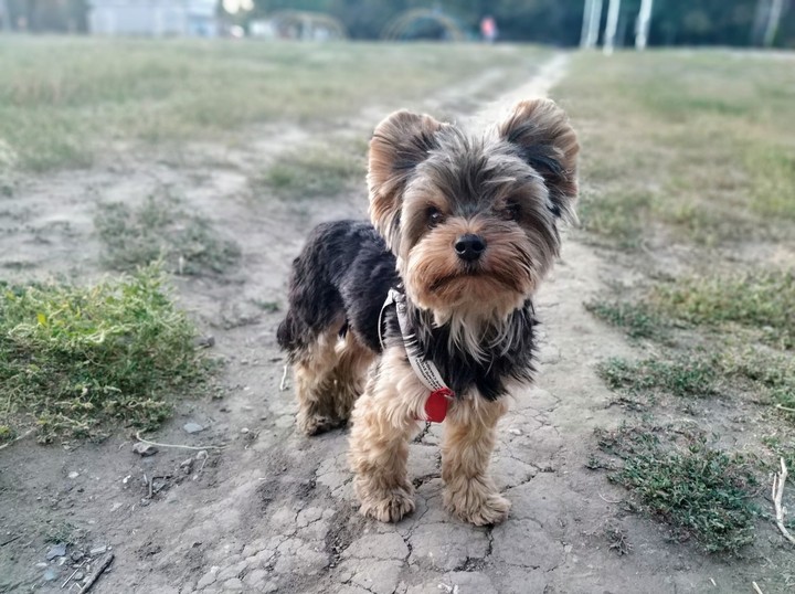 dog