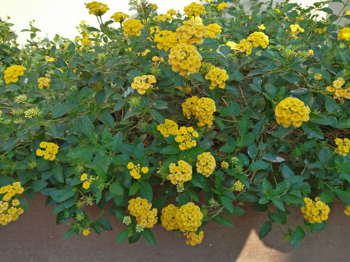 yellow