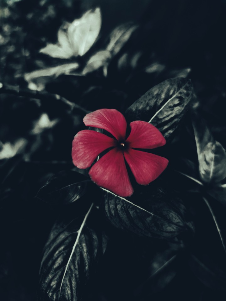 flower