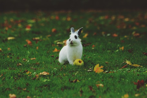 autumn rabbit