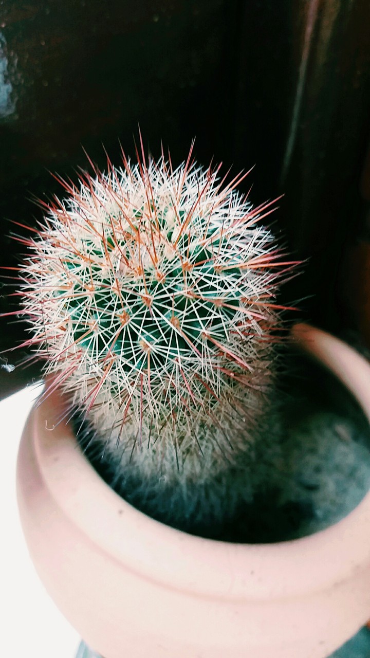 Cactus 