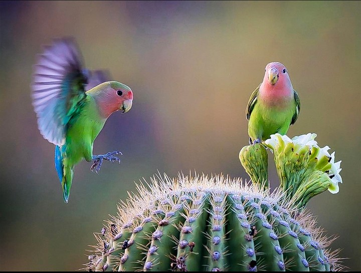 birdi