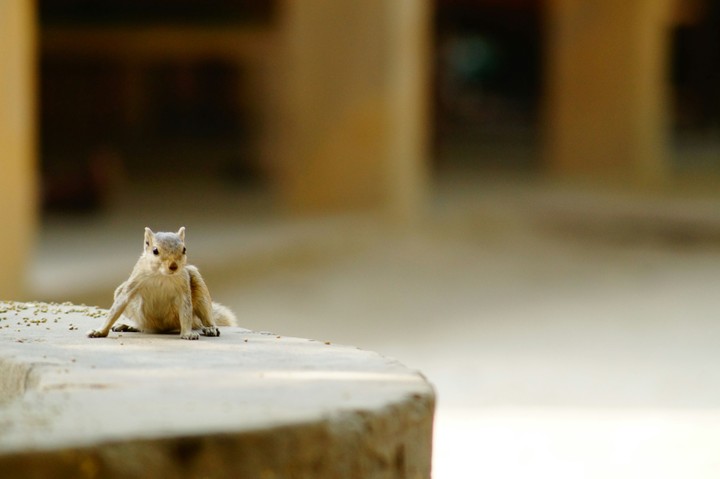 The squirrel