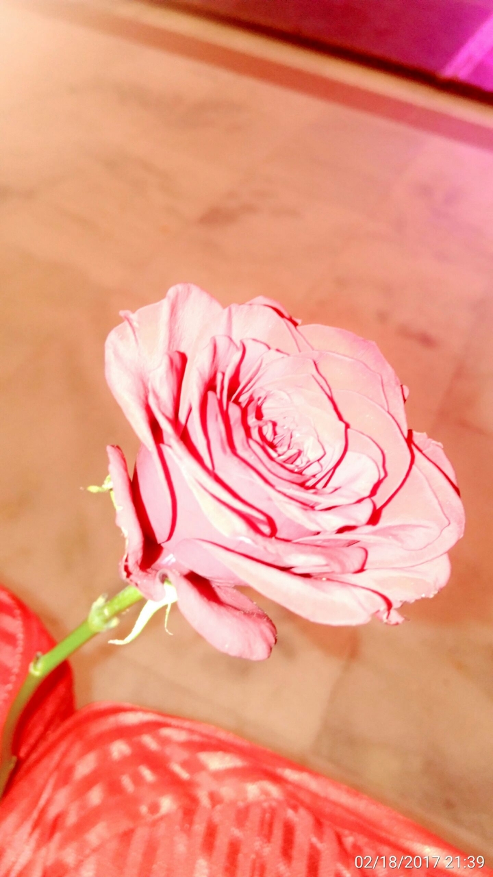 valentine's rose