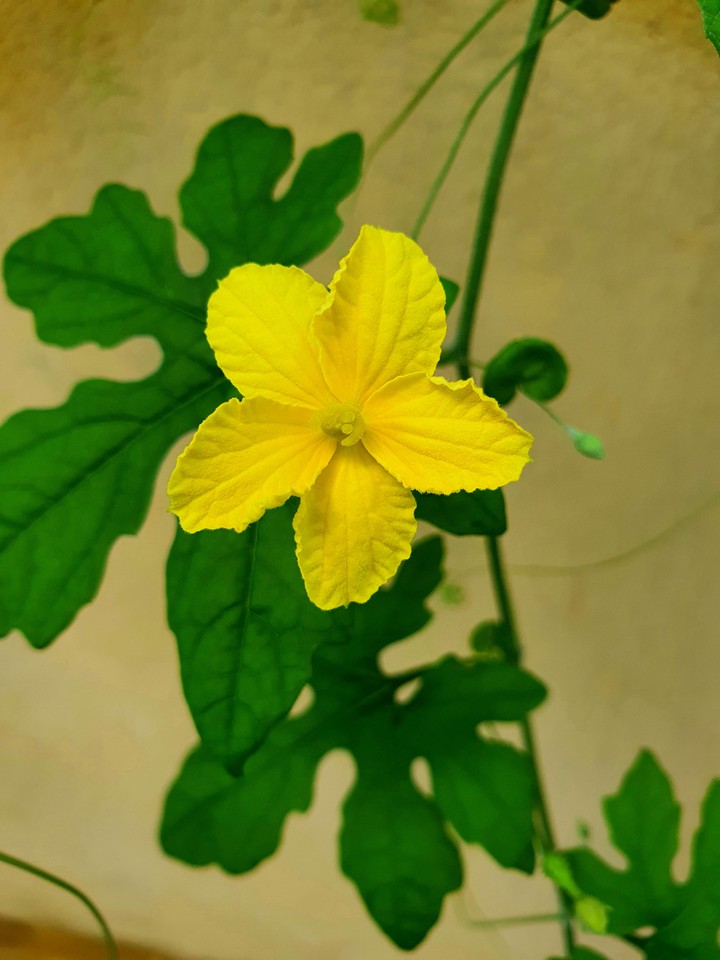 hoa khổ qua rừng