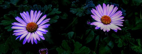 Absolutely no reason why Daisy power..
