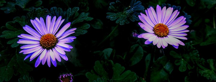 Absolutely no reason why Daisy power..