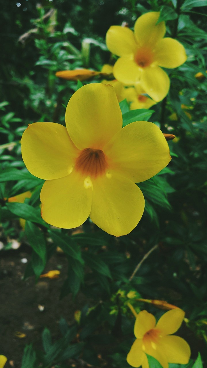 Flor color sol