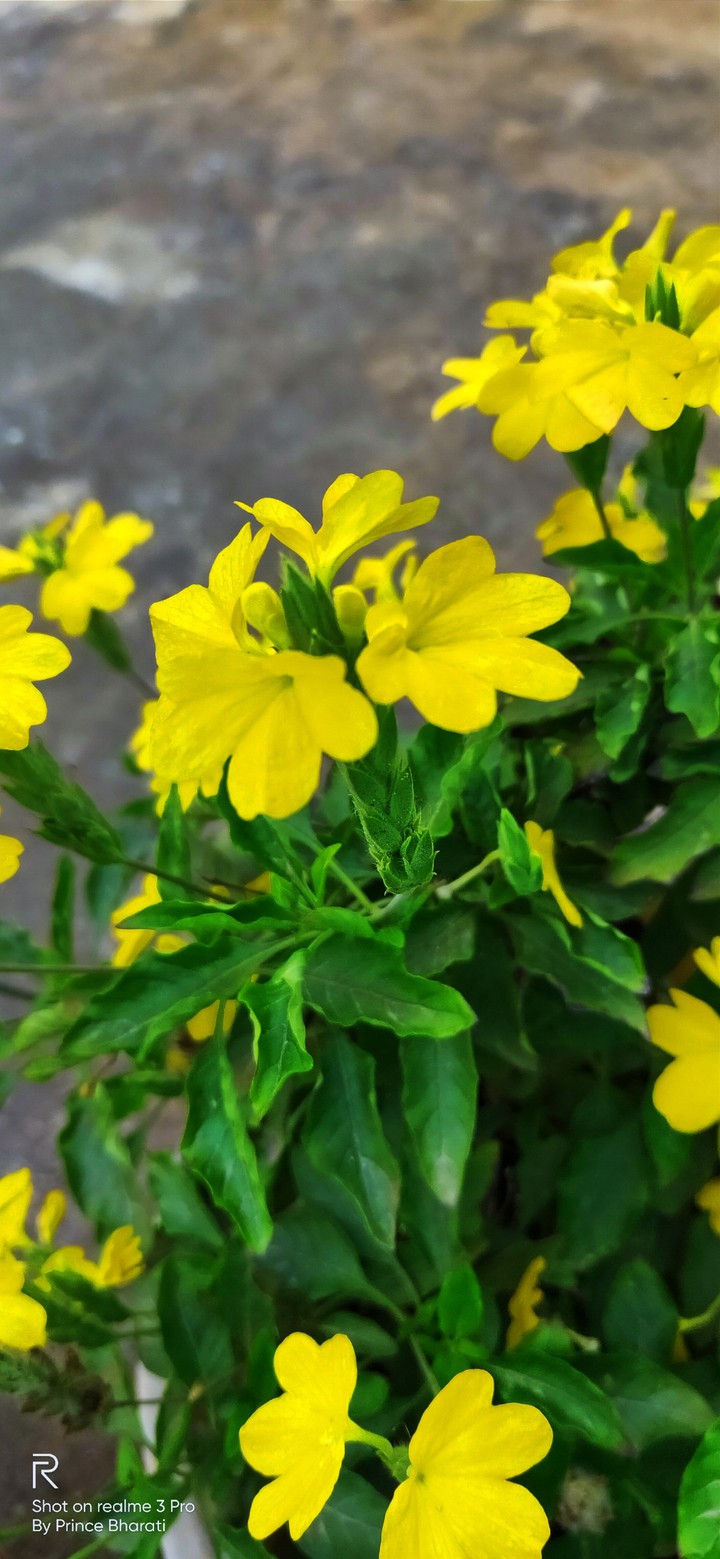 Yellow flowers