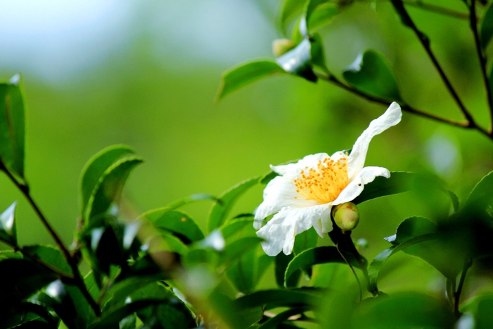 flower