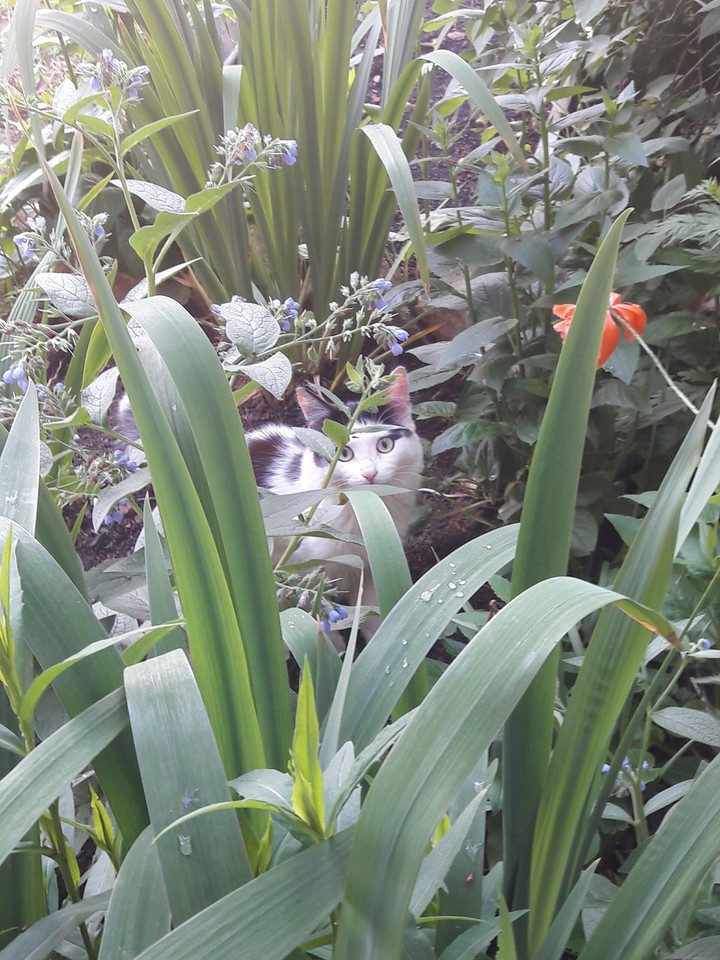 кот
