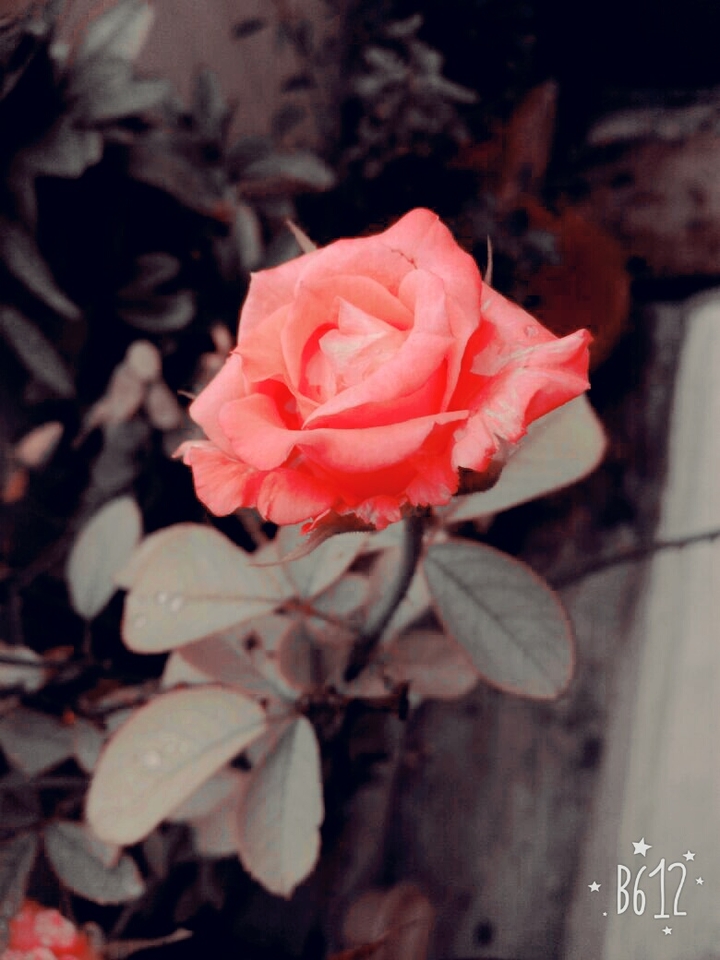 rose
