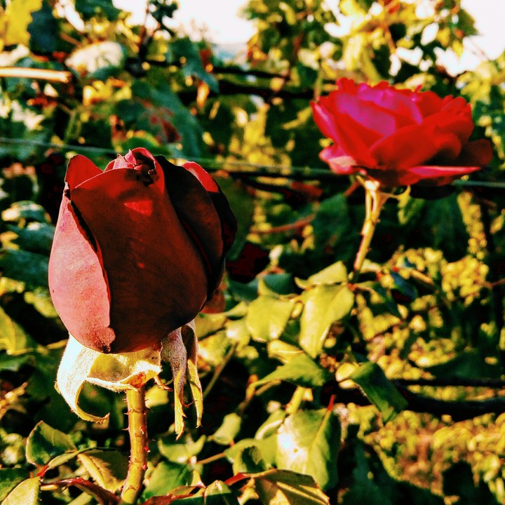 velvet roses