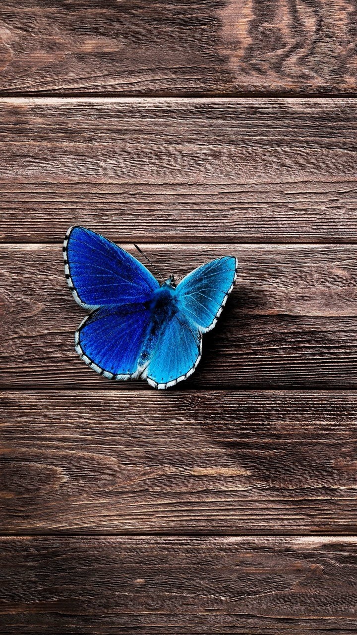 Buterfly