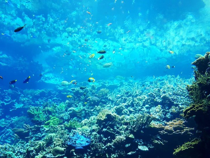 Marine life
