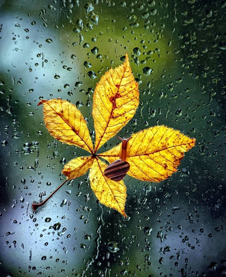 #leaf