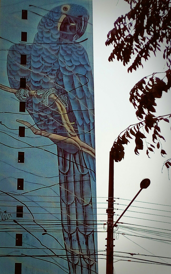 Arara Azul