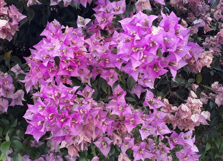 pink