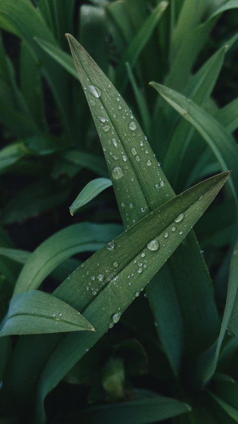 sfondi herb, Close-up
