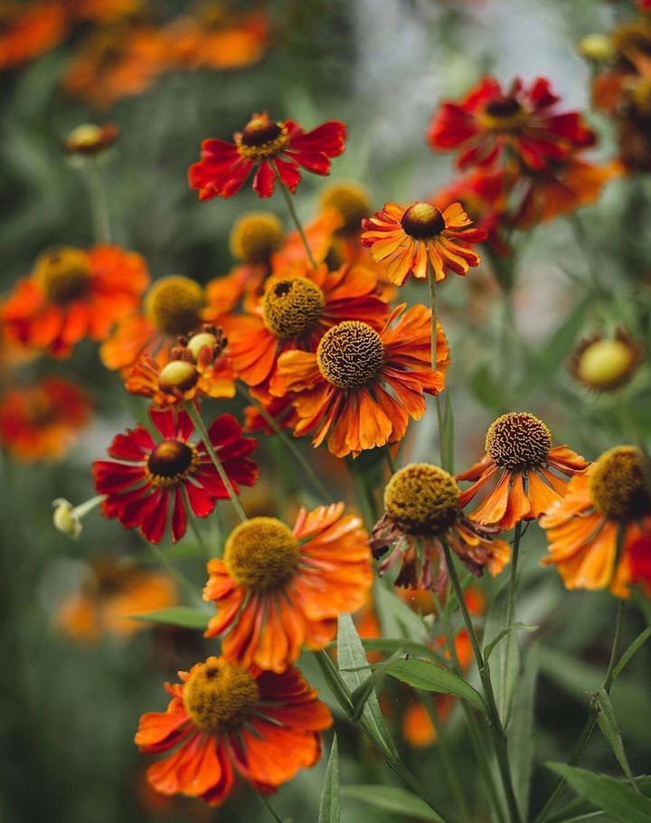 Helenium