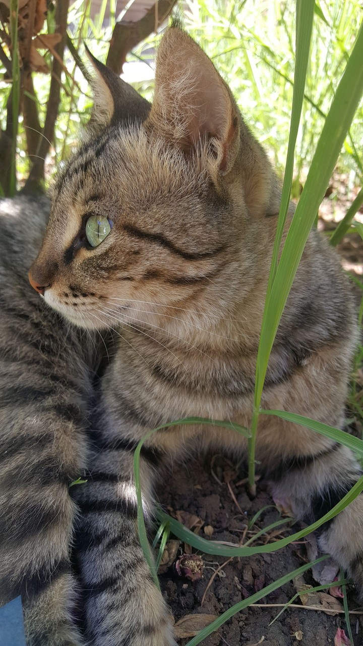 Thinking Cat