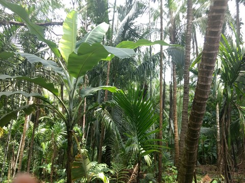 konkan