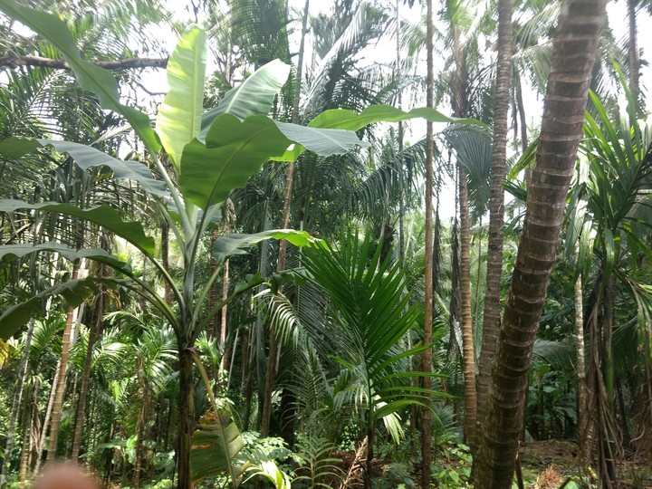 konkan