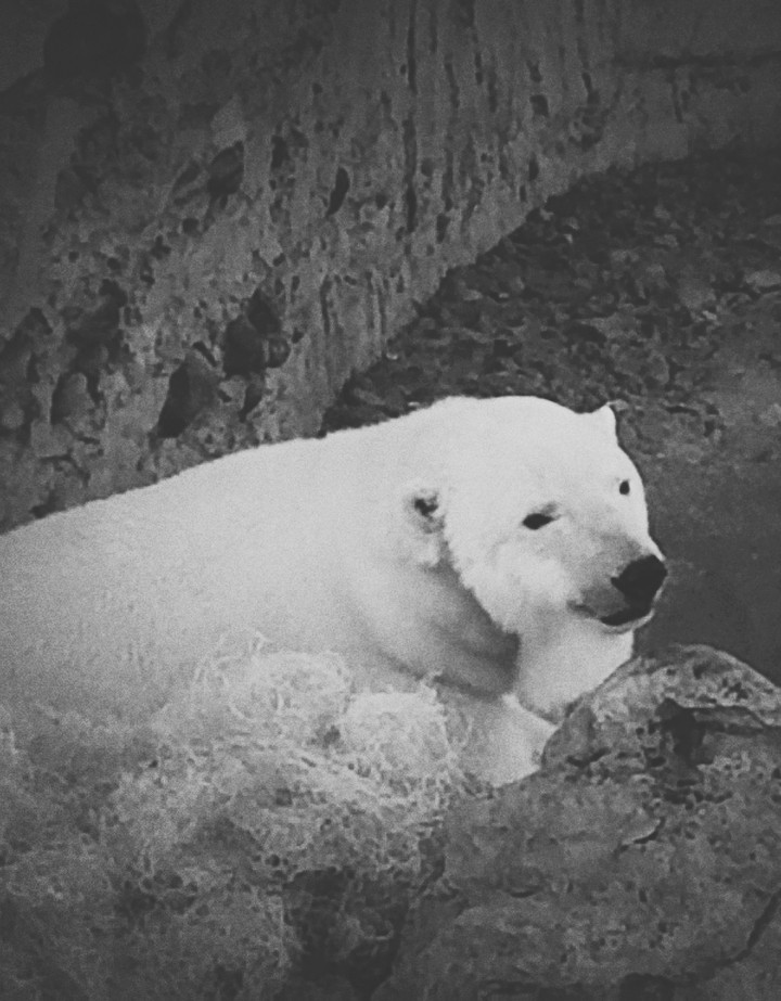 Polar Bear