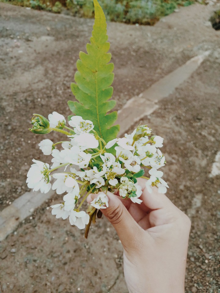 flowers