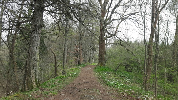 Harz