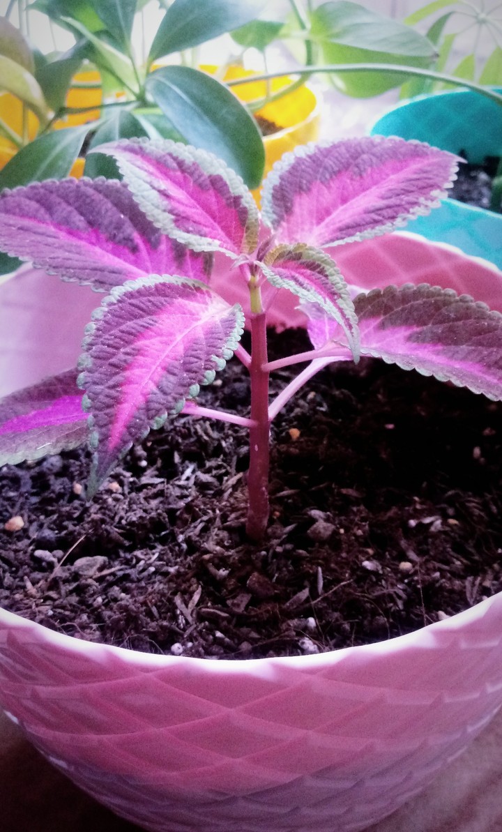 coleus