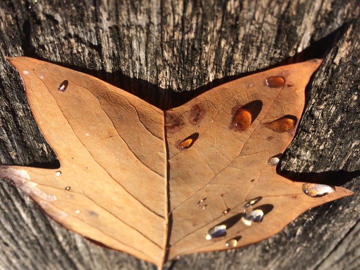 drops