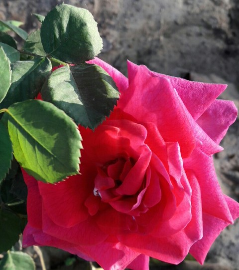 gurnekdhillon5@gmail.com
