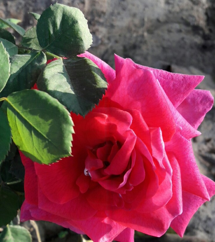 gurnekdhillon5@gmail.com