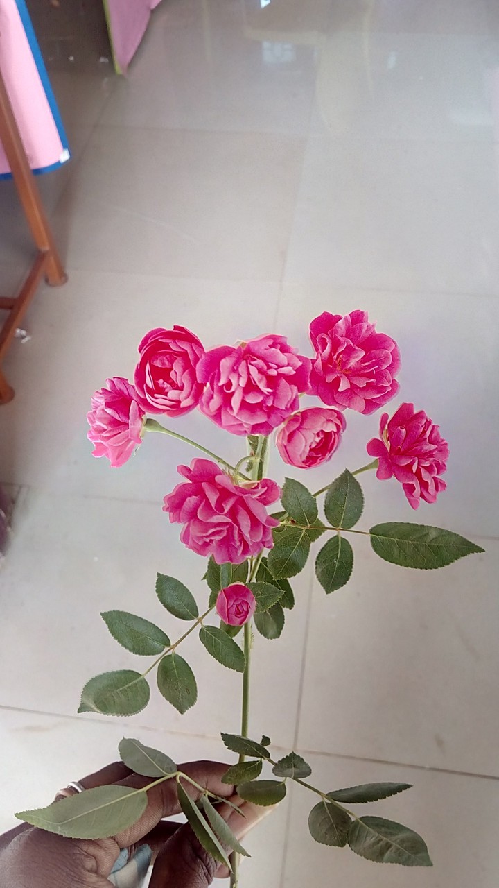 kv.jeyaseelann