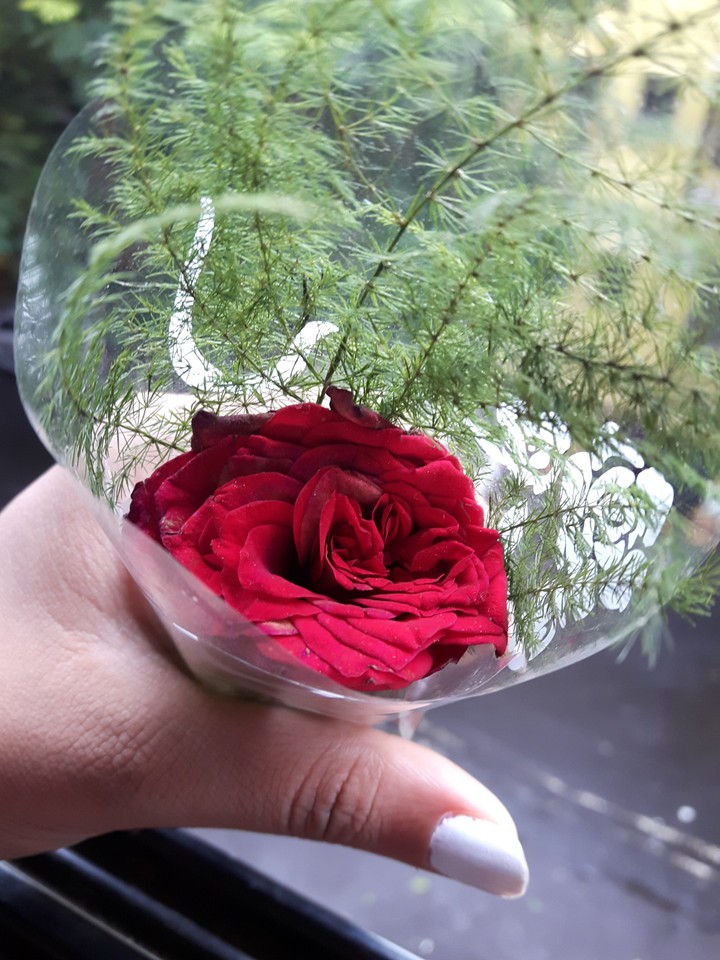 Red Rose