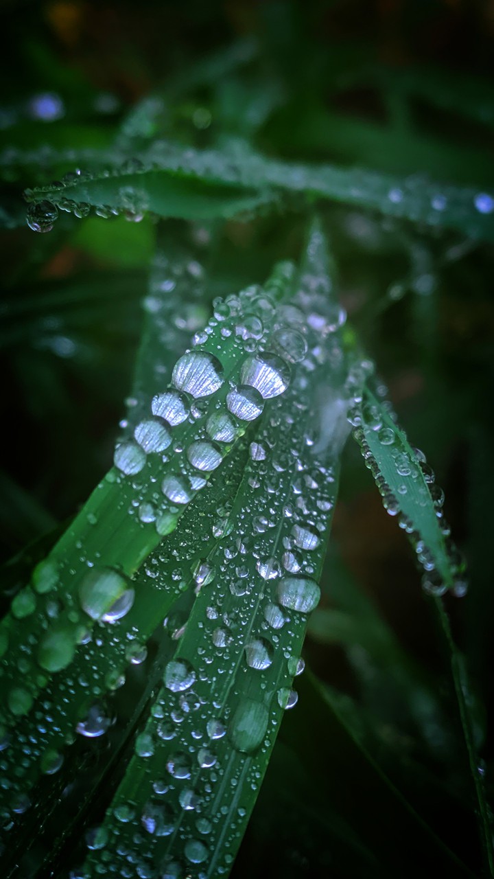 green macro