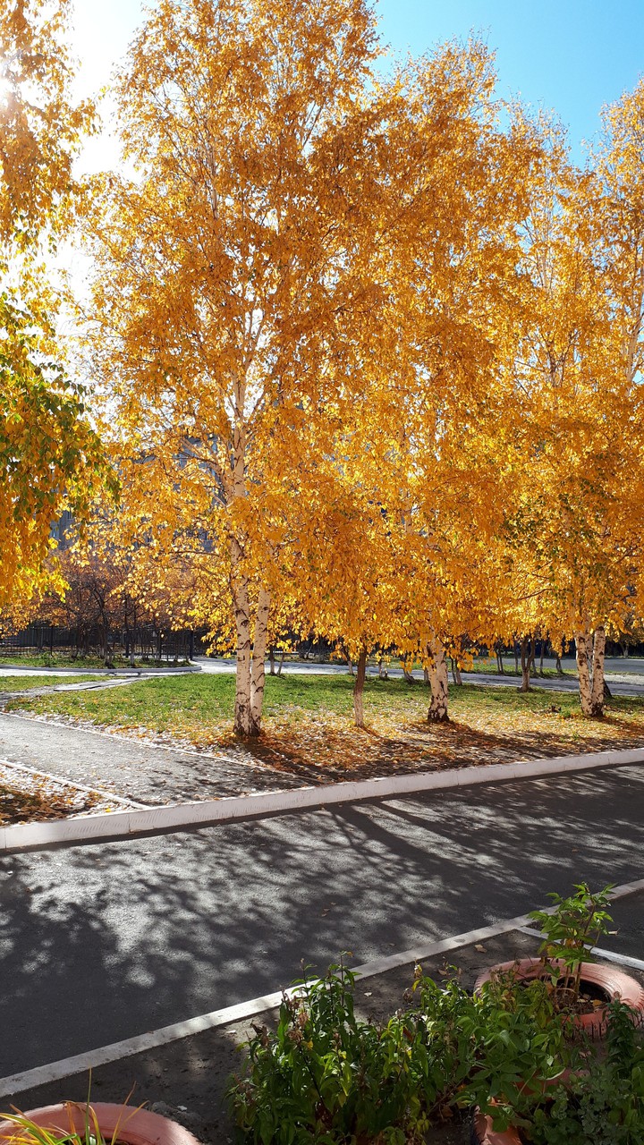 Золотая осень