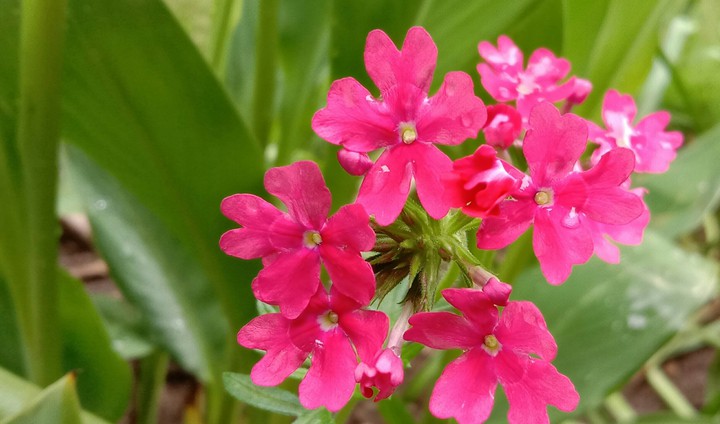 perfect pink