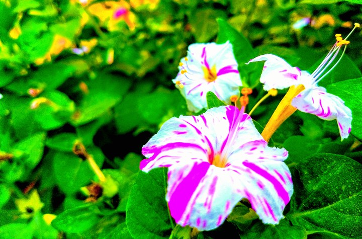 home made flower