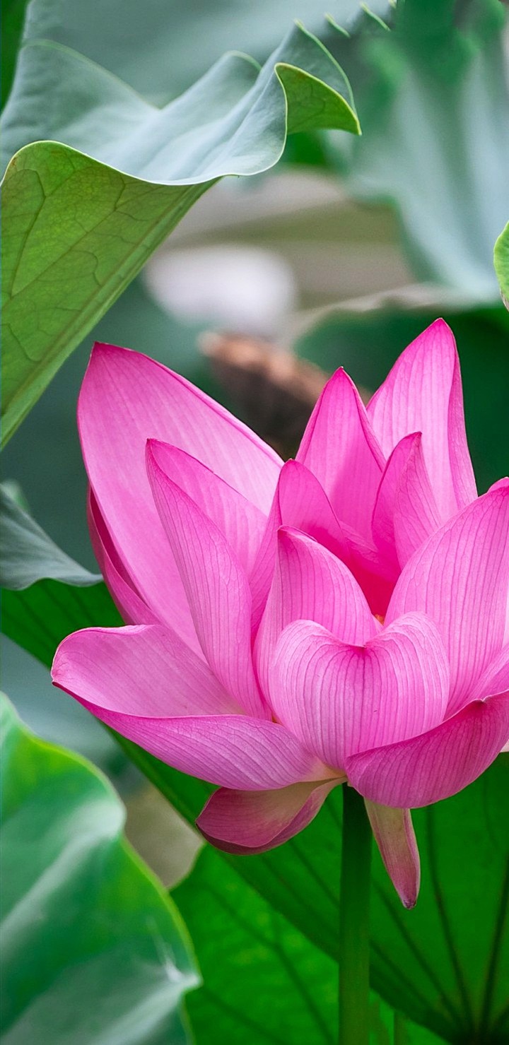 LOTUS