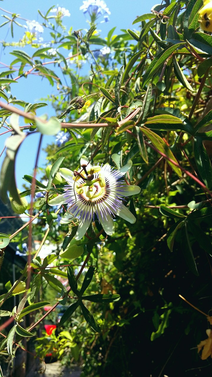 beauty flower