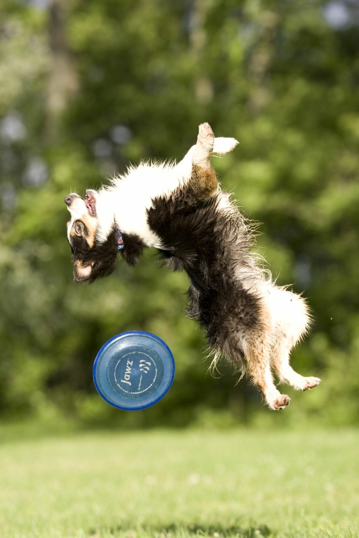 The Border Collie Because There Is No Better Dog