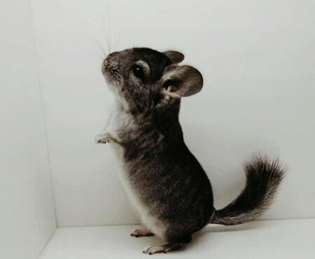 Chinchilla