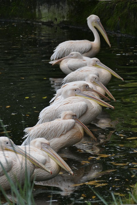 обои wildlife, beak