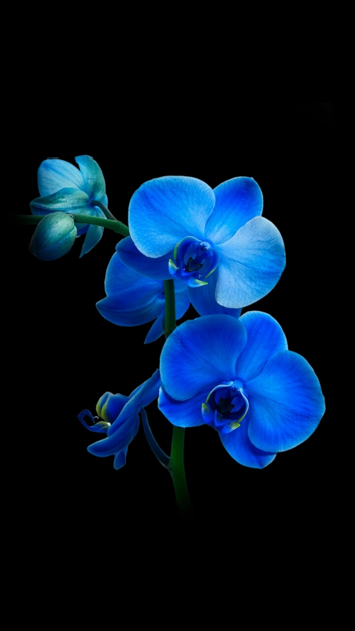 blueyuvi