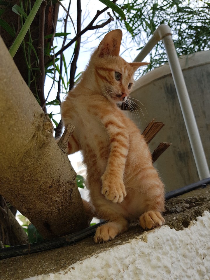 jimy