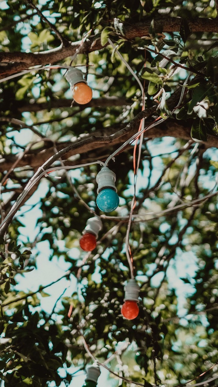 bulbs