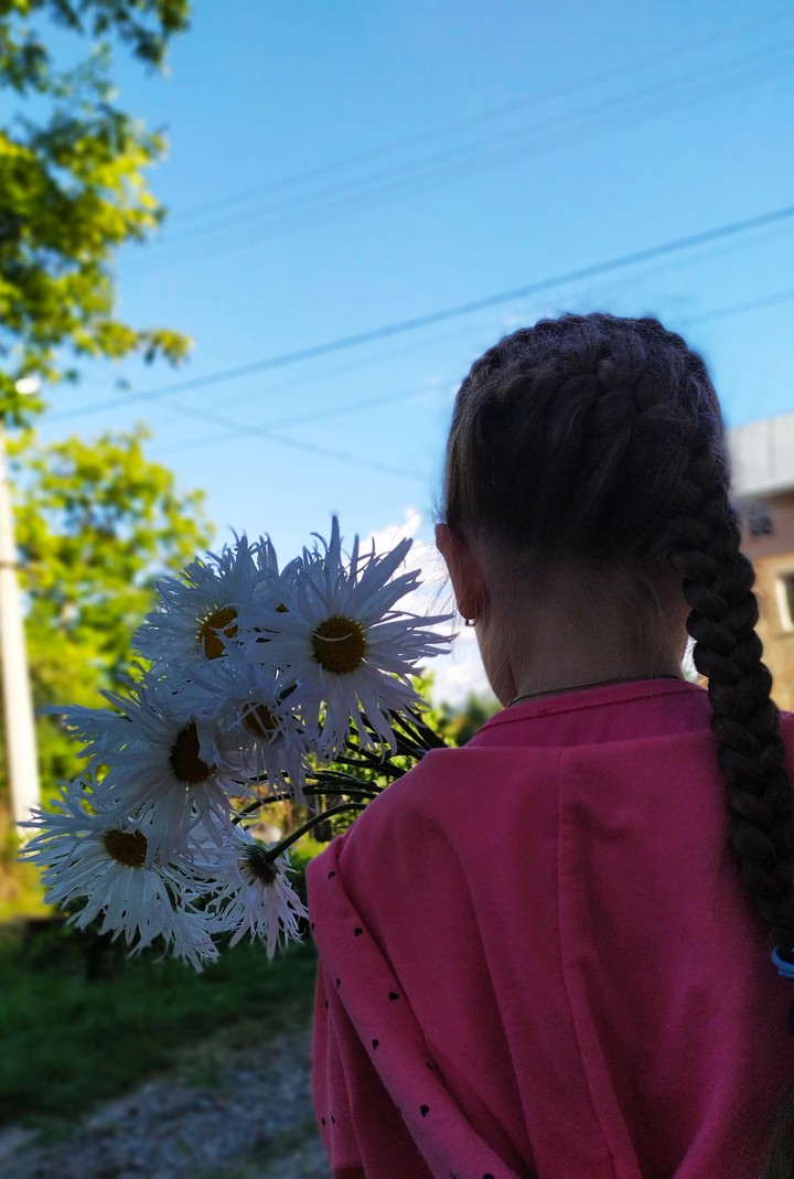 ромашки